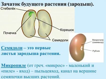 Что является зачатком будущего растения