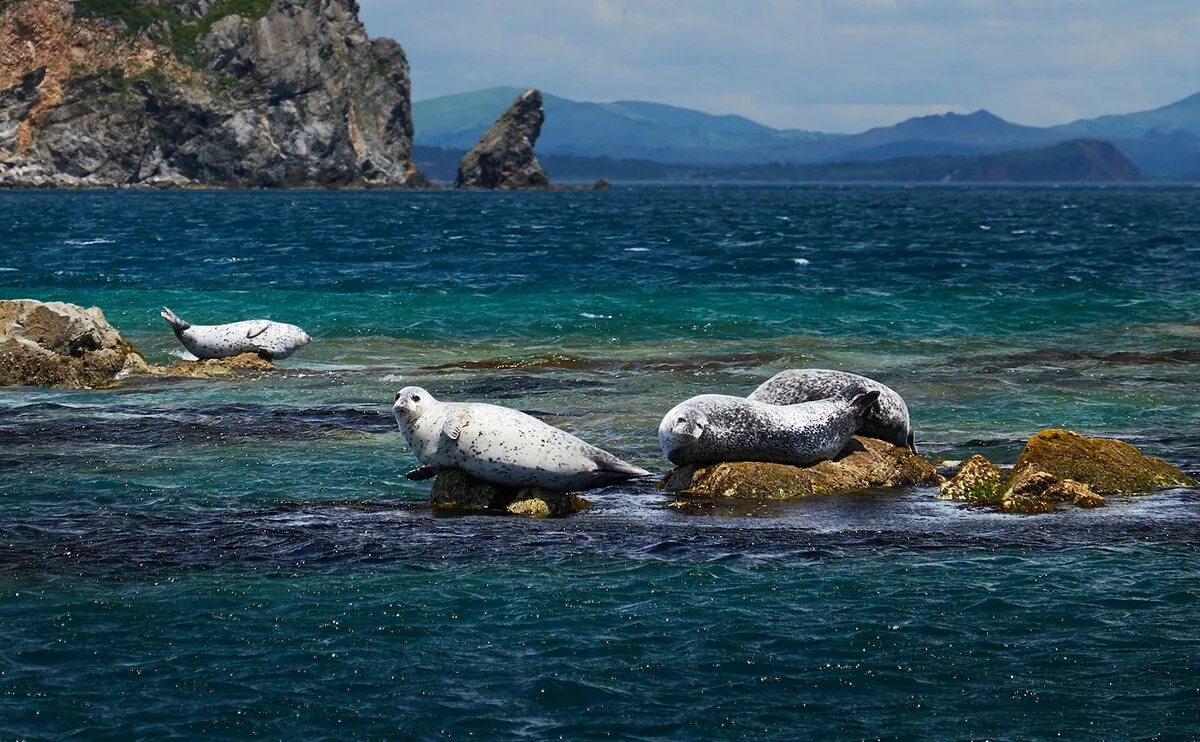 Дальневосточный морской заповедник обитатели. Дальневосточный морской заповедник петра великого. Морской заповедник приморского края. Bg-32 донбасс. Морской заповедник дальневосточный владивосток.