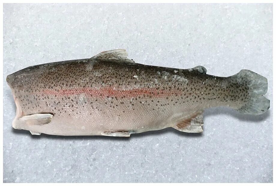Steelhead trout caught while fly fishing Фотографія Stock Adobe Stock