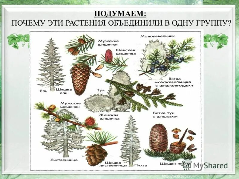 Систематика голосеменных. Систематика растений Голосеменные Покрытосеменные. Семейства голосеменных растений. Систематика голосеменных растений. Приведите по три примера растений однодольные хвойные