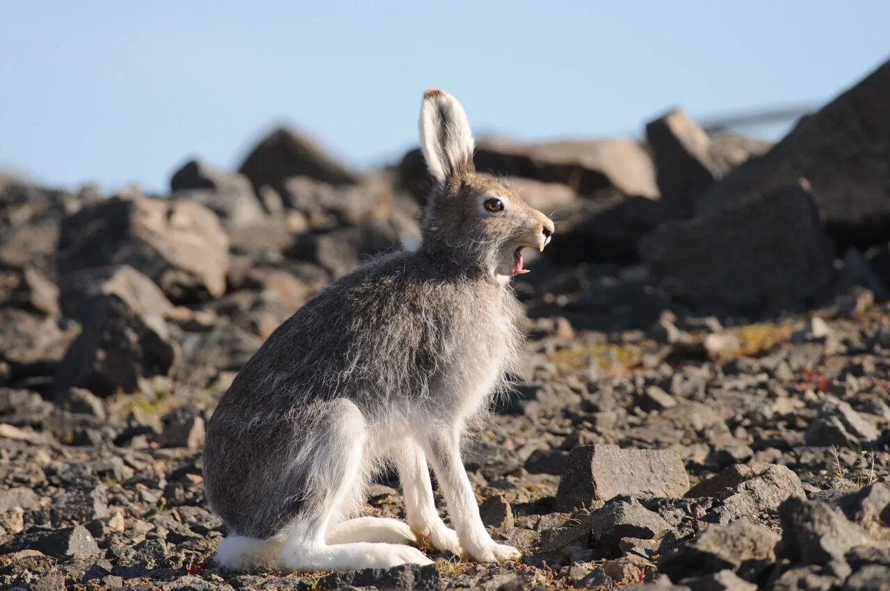 Родственные виды зайца презентация. Заяц материк. Ареал распространения зайца русака. Ареал зайцеобразных. Заяц материк.