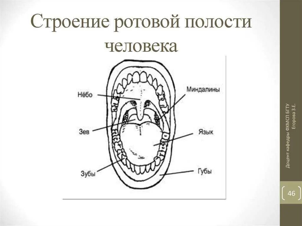 Структуры полости рта. Строение ротовой полости схема. Строение ротовой полости человека анатомия. Полость рта схема анатомия. Антомия схема строение полость рата.