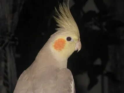 Корелла цветок