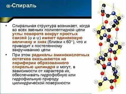 Образуется укладкой полипептидных цепей в спираль