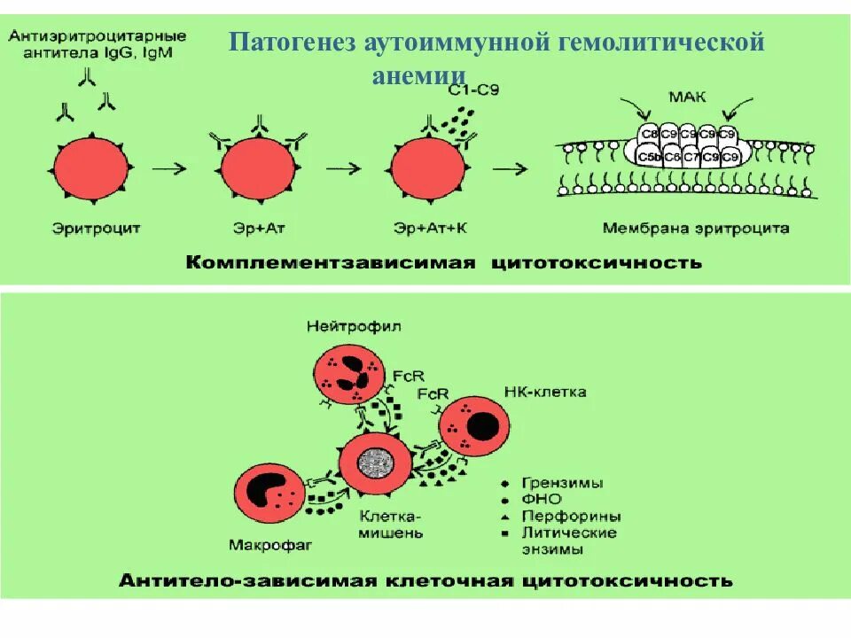 Иммунная анемия. Реакция гиперчувствительности 1 и 2 типа. Механизм развития аутоиммунной гемолитической анемии. Схема патогенеза аутоиммунных заболеваний. Схема реакции гиперчувствительности 2 типа.