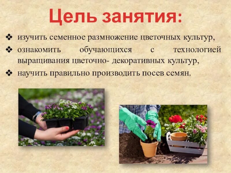 Какой цветок выращивают в россии. Семенное размножение цветочных культур. Посев семян цветочно-декоративных культур. Растения открытого и защищенного грунта. Цветочно-декоративные культуры.