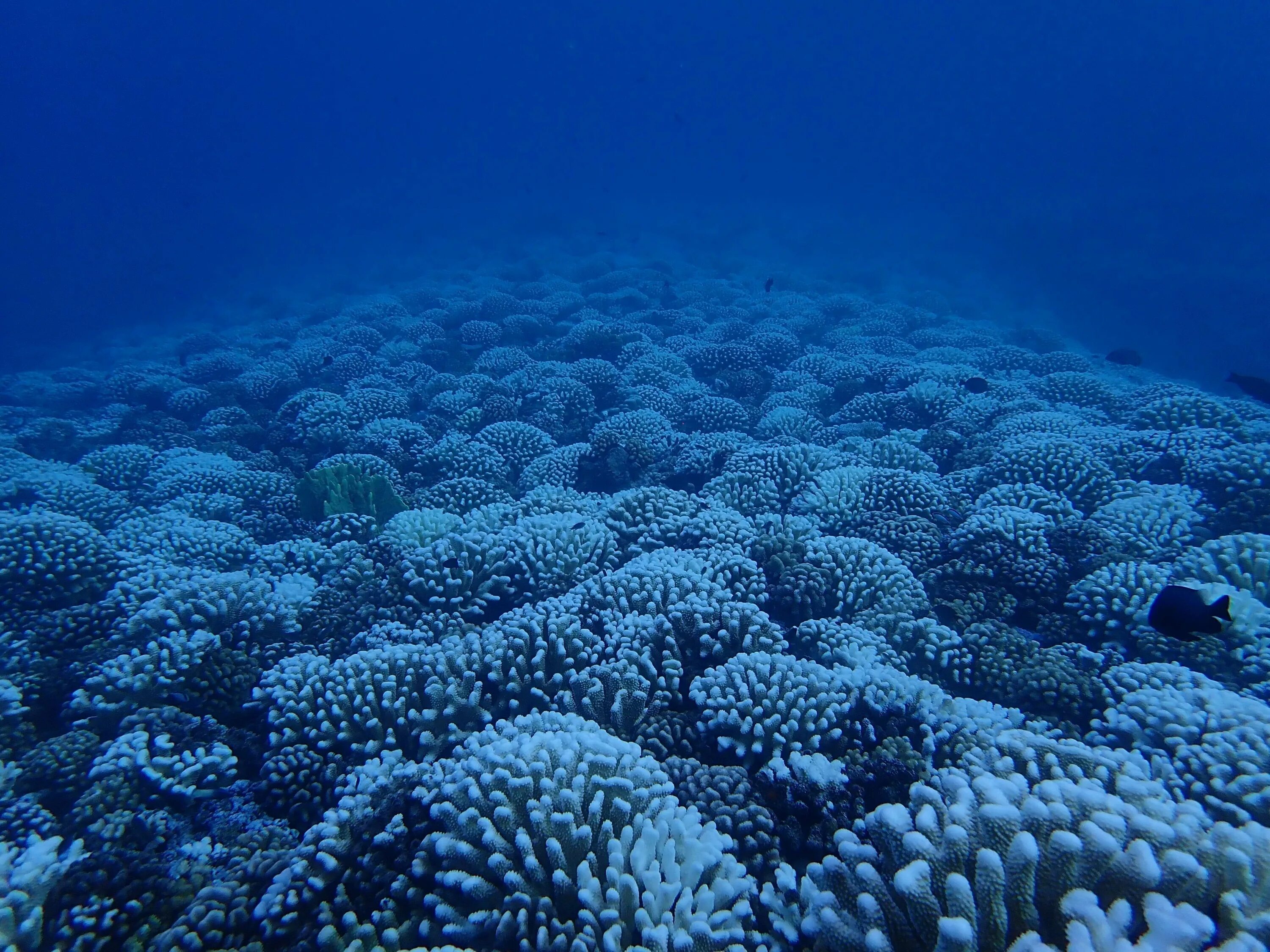 Коралловый риф отзывы. Риф Кингмен. Кораллы в океане. Голубой коралл.