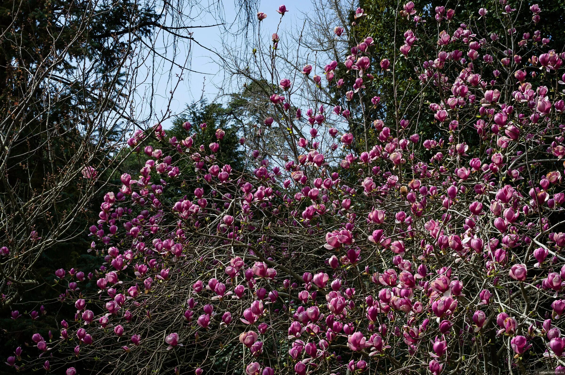 Магнолия цветет в сочи. Магнолия суланжа сочи парк южные культуры. Дендрарий сочи-цветет магнолия. Магнолия цветет в сочи. Сакура в дендрарии сочи.