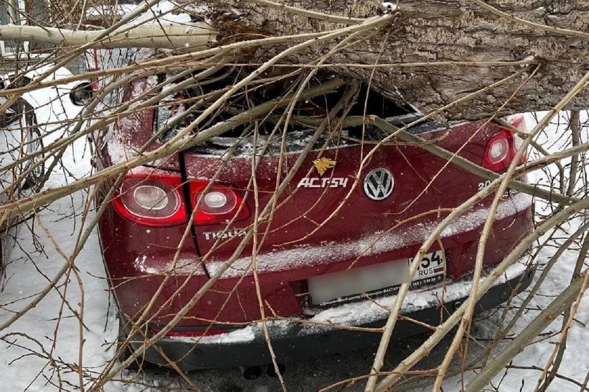 Падение дерева на автомобиль. Дерево упало на автомобиль. Спилить дерево во дворе. Дерево упало на машину в Новосибирске.