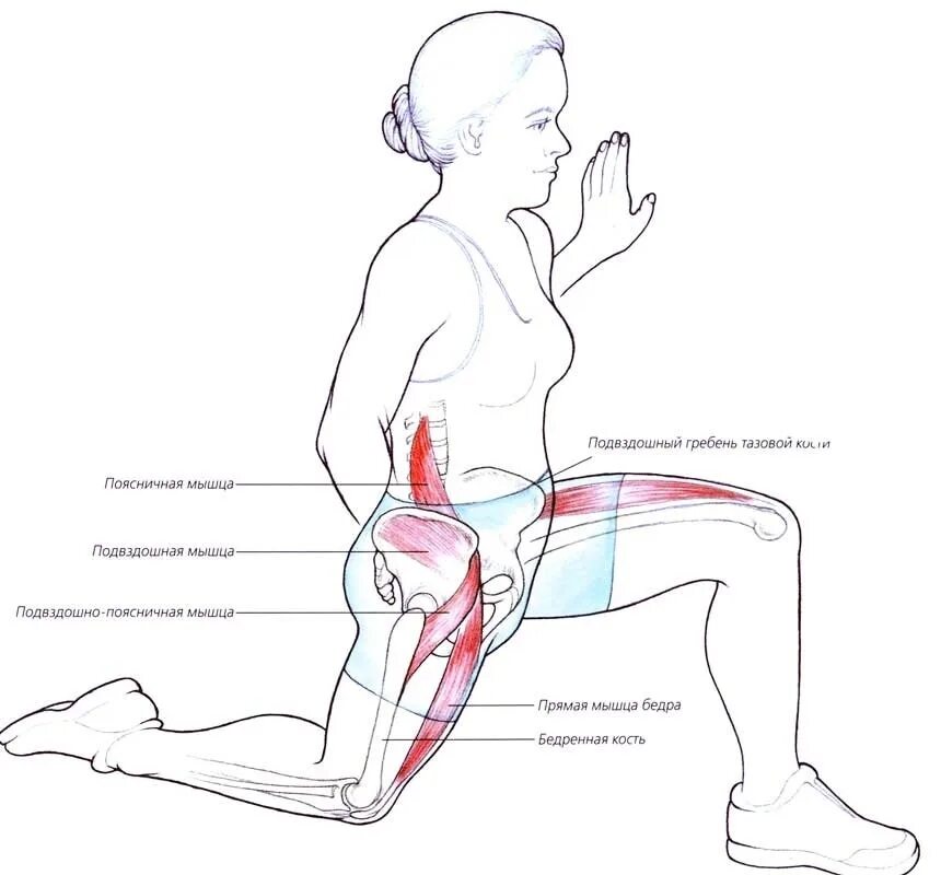Поясница не сгибается. Растяжка подвздошно-поясничной мышцы упражнения. Подвздошно-поясничная мышца упражнения. Подвздошно-поясничная мышца анатомия. Подвздошно-поясничная мышца упражнения на растяжение.