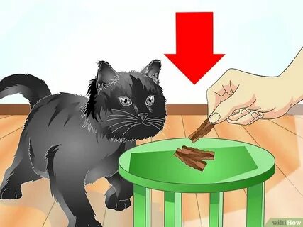 Учи кошки