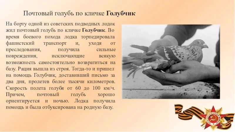Почтовый голубь должен доставить донесение. Почтовый голубь. почтовый голубь голубчик. голубь голубчик вов. почтовые голуби на войне.