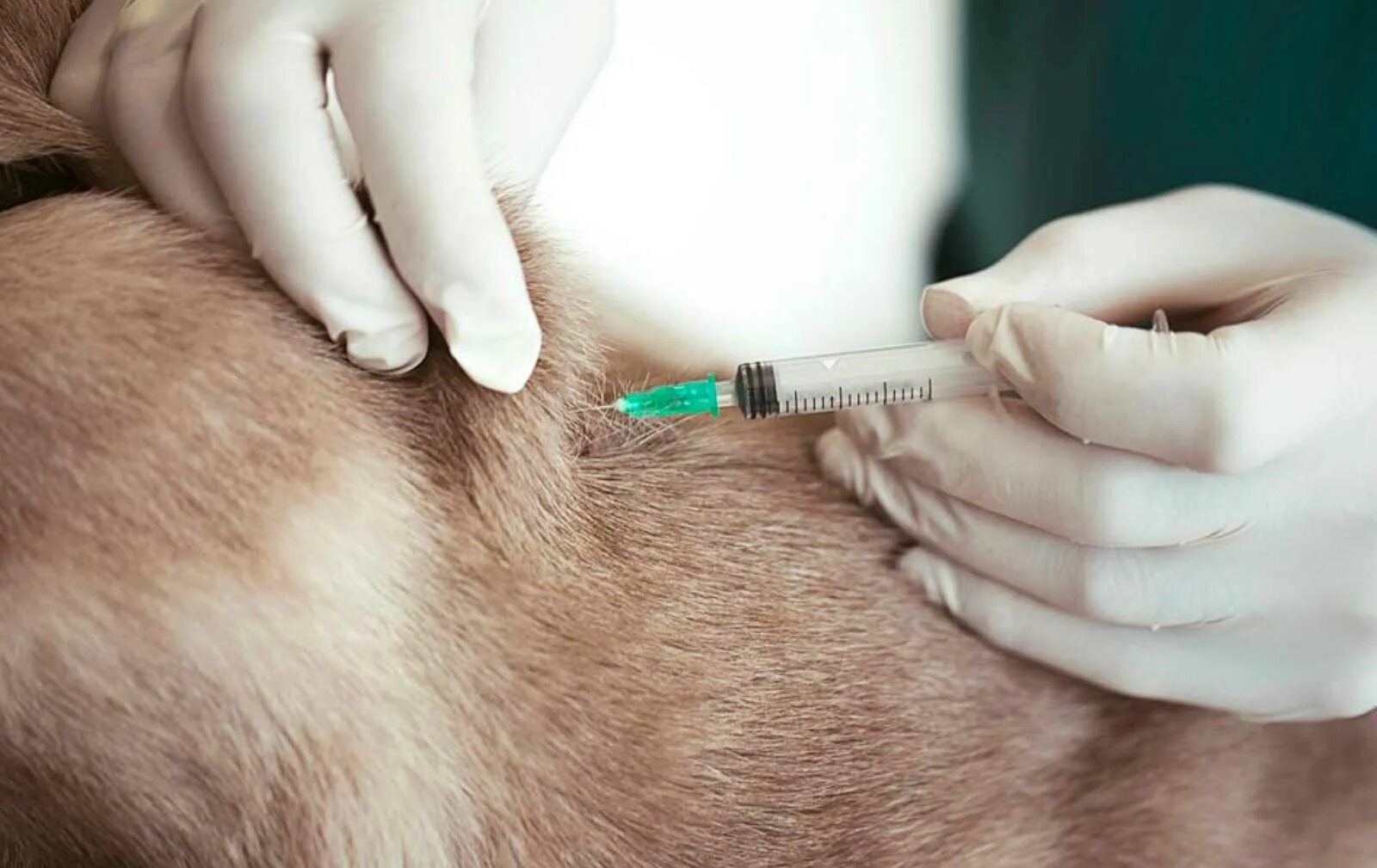 Подкожное введение вакцины. Подкожные инъекции животным. Внутримышечный укол собаке.