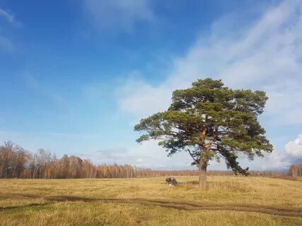 Одинокая сосна с большим птичьим