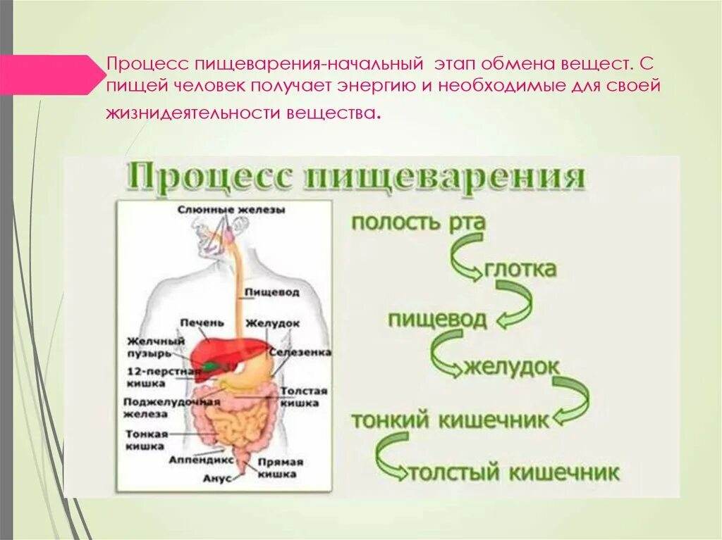 Поступление пищи в пищевод. Путь пищи по пищеварительному тракту. Схема пищеварительного процесса у человека. Пищеварительная система человека этапы. Схема прохождения пищи по пищеварительному.