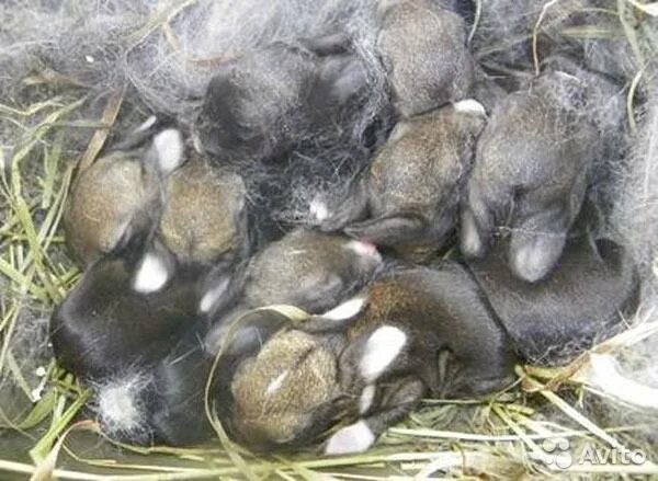 Через сколько рожают кролики. Окрол калифорнийской крольчихи. Гнездо крольчихи после окрола.