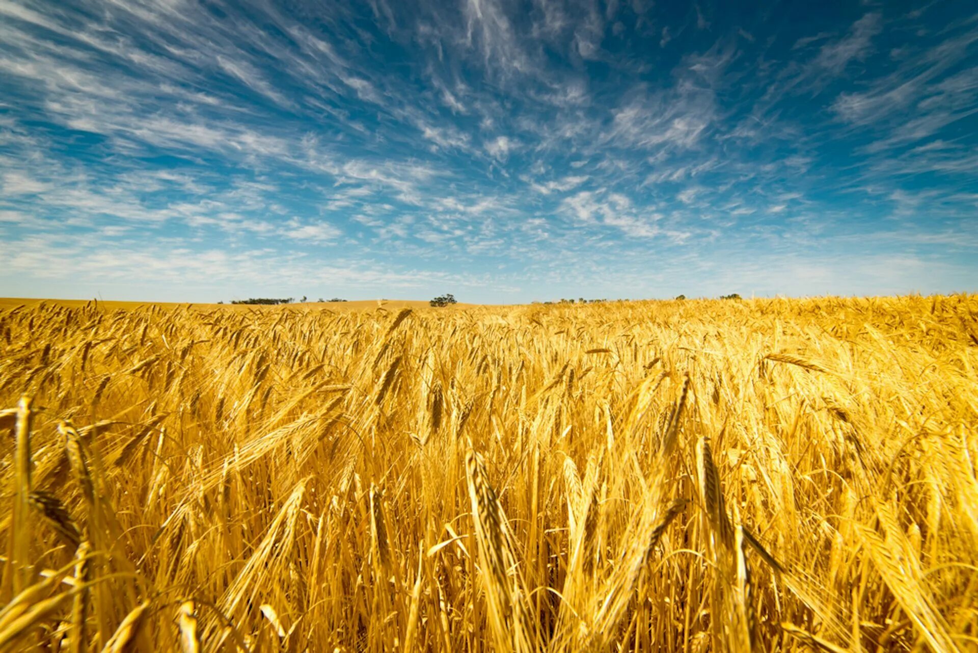 Поле пшеницы. Поле рожь. Рожь поспела. Бескрайние поля пшеницы. Хорошее жито