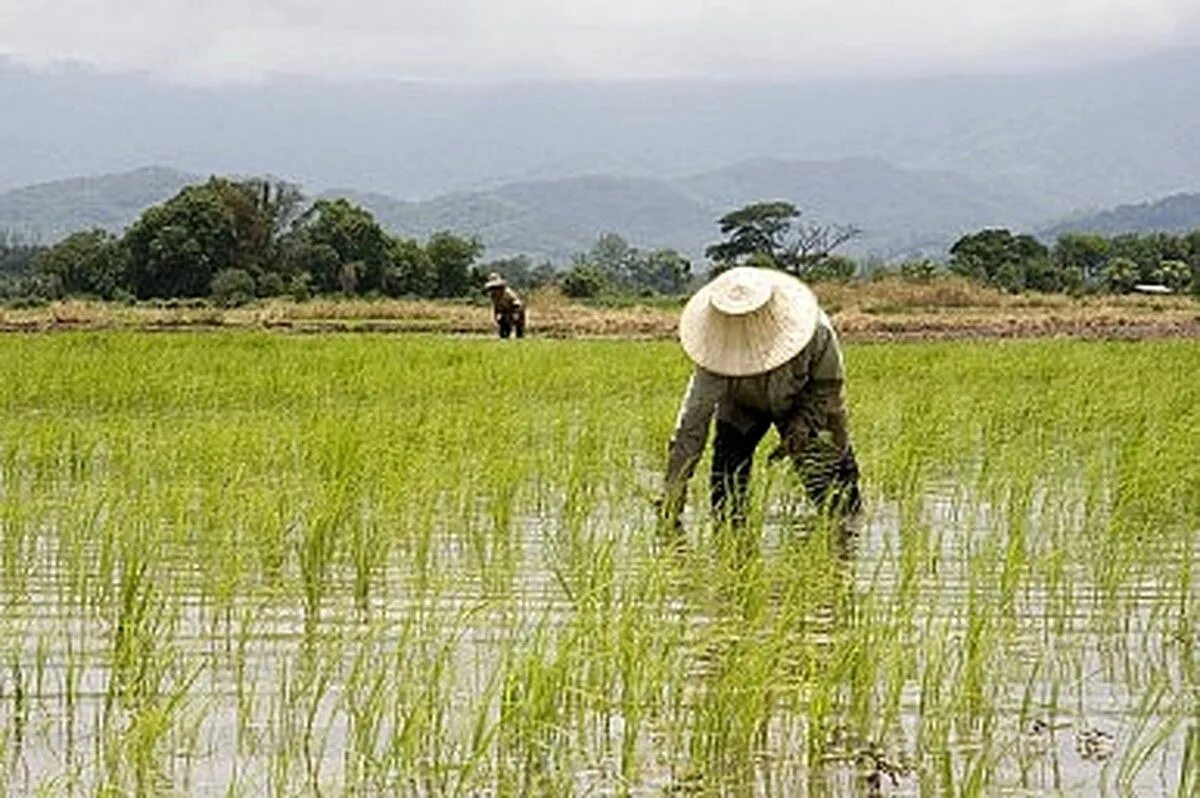 Ресурсы малайзии. Сельское хозяйство Тайланда. Земледелие, рис в Китае. Сельское хозяйство Восточной Азии. Рис сельское хозяйство.