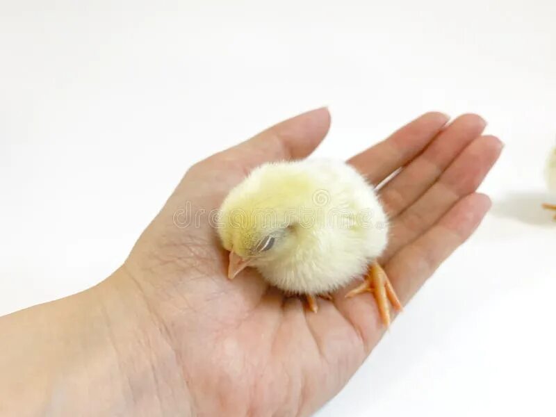 К чему снится цыпленок желтый. Маленькая желтая рука.