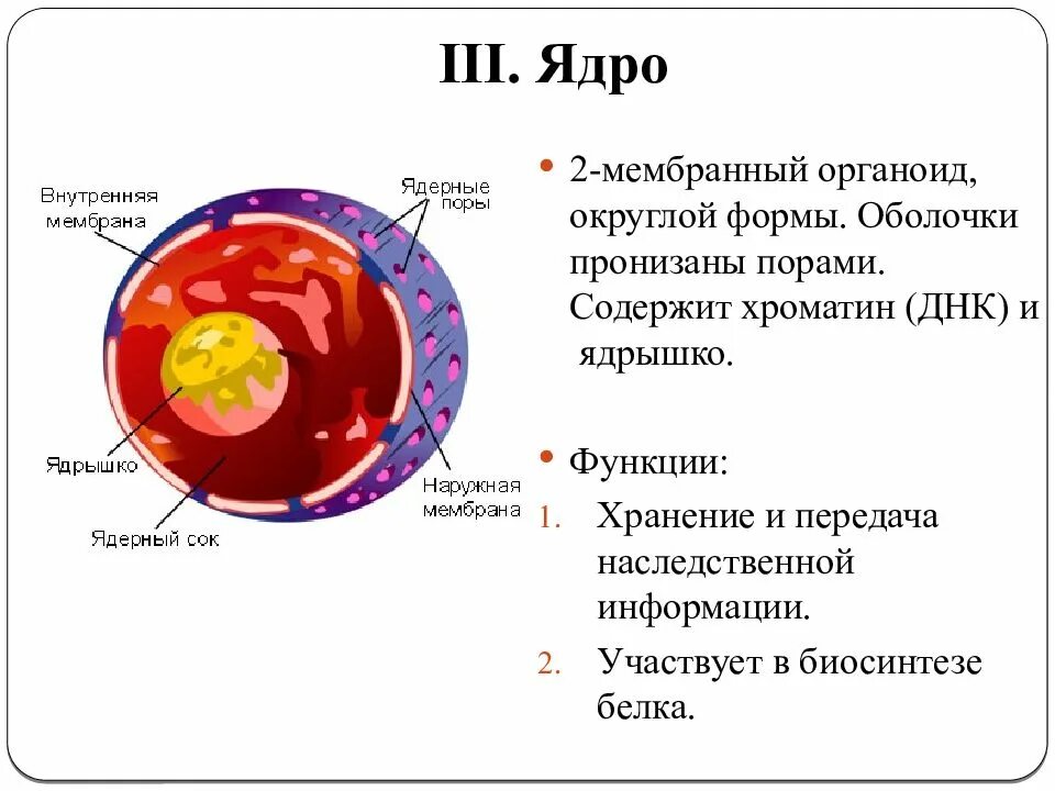 Структура органоидов клетки ядро. Ядрышко функция органоида. Строение клеточного ядра строение и функции. Функции органоидов клетки ядро. Органоиды клетки ядро функции