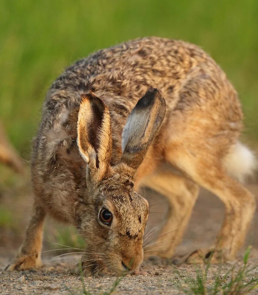 Саблезубый заяц. Рогатый заяц вольпертингер. Вольпертингер мифология. Саблезубый заяц. Милые зайцы.