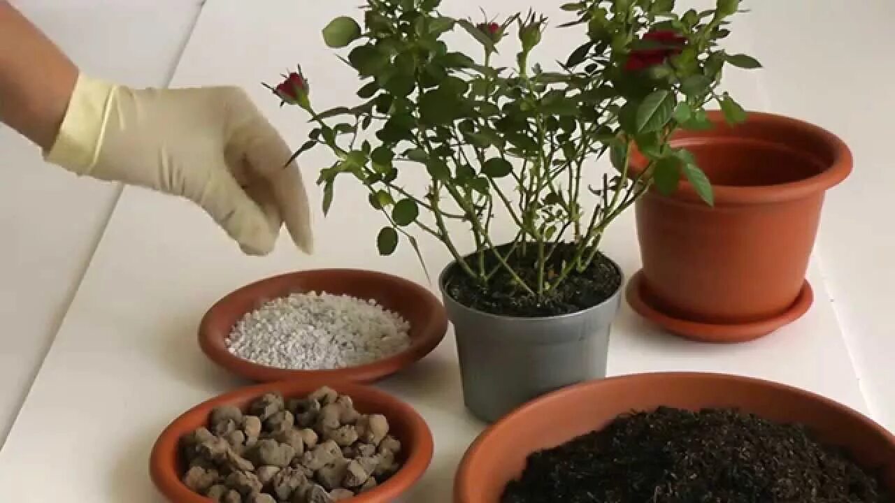 Можно ли пересаживать комнатные цветы зимой. Боливийская роза комнатная. пересаживание цветов в горшках. комнатные цветы посадка. пересадка растений.