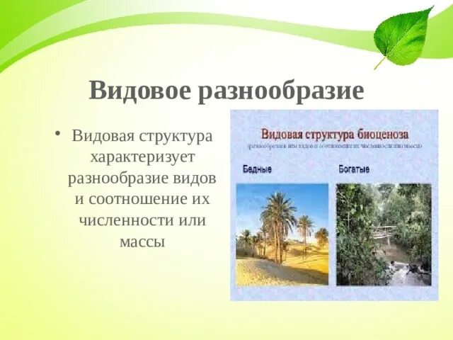 Видовое разнообразие примеры. Видовое разнообразие. Видовое однообразие. Видовое разнообразие и видовая структура сообщества. Видовая структура разнообразие видов.