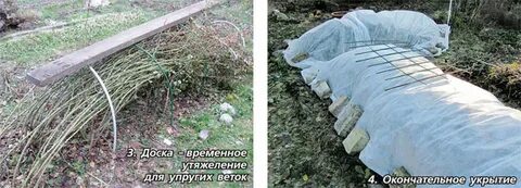 Укрытие плетистых роз на зиму в подмосковье