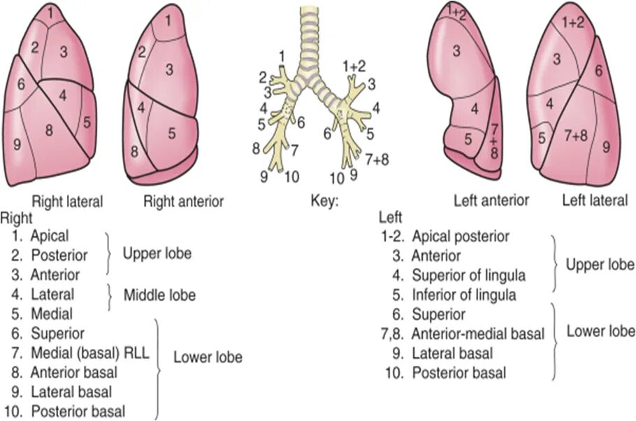 Сегмеентарное строениелегнких. Сегментарное строение легких анатомия. Сегментарное строение правого легкого схема. Сегментарное строение легких схема спереди. Нижние сегменты легкого