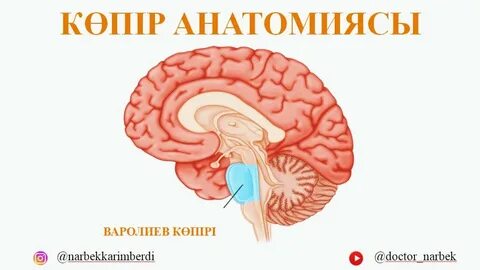 Ұйықтап жатқанда мас құрбымды ұрдым