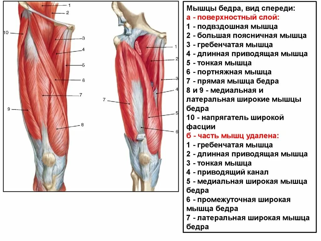 Подвздошно подвздошный тракт. Подвздошно-поясничная связка анатомия. Тазовая кость гребень подвздошной кости. Подвздошнобольшеберцовый тракт. Крестцово подвздошный сустав анатомия строение.