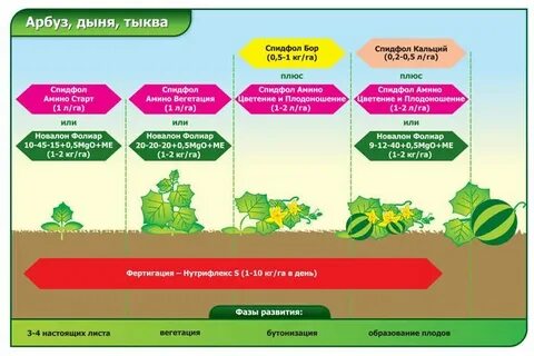 Подкормить дыни