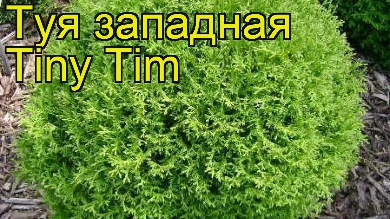 Туя западная тим тим. Туя западная tiny tim. туя хозери. туя шаровидная тини тим. туя западная тими тим саженцы.