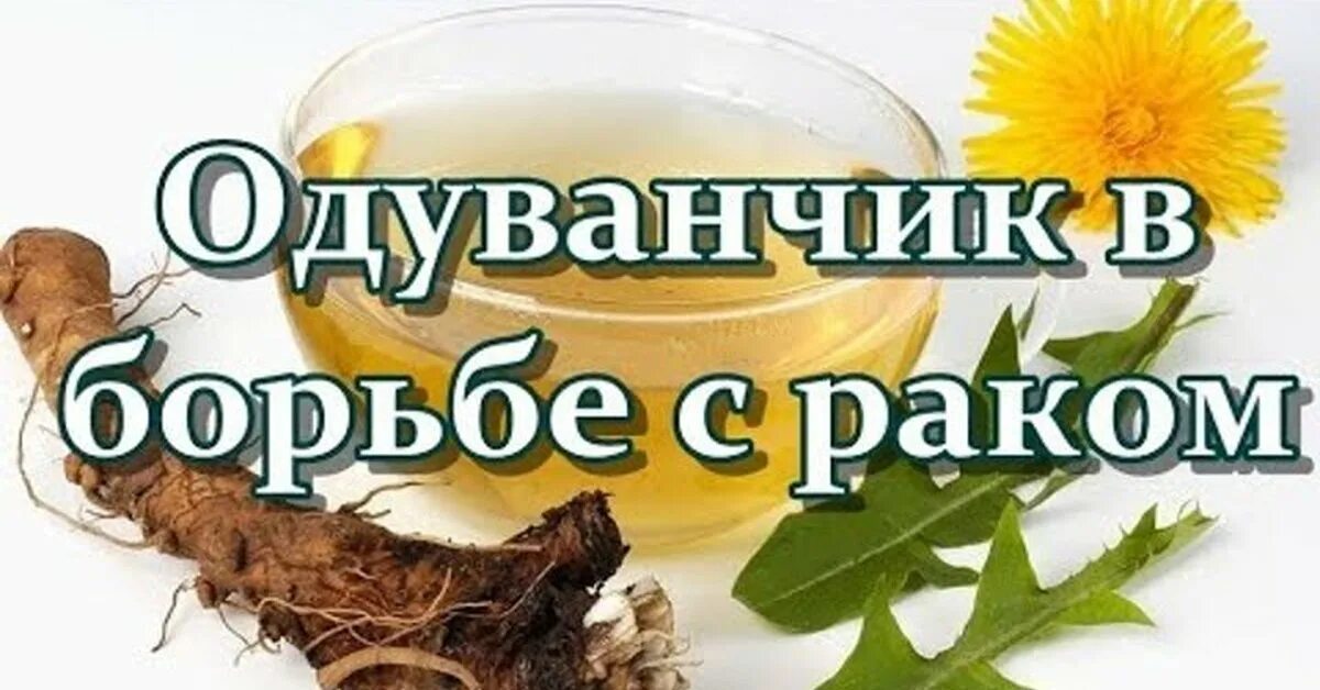 Одуванчик от рака