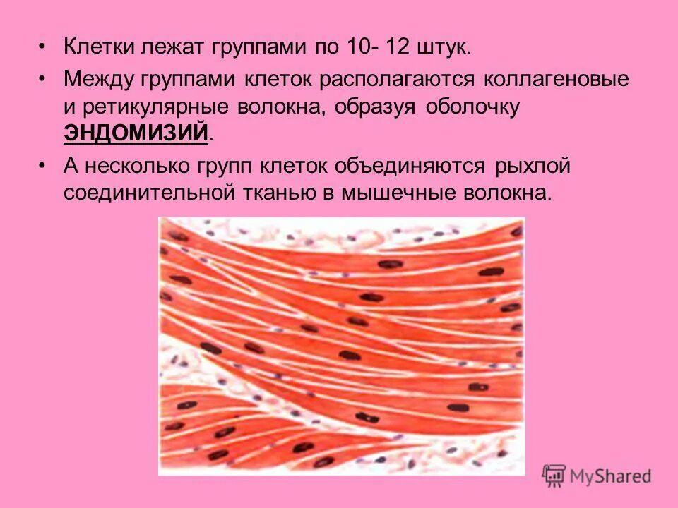 ткани это группа клеток имеющих. ткань группа клеток и межклеточного вещества которая. группа клеточных. группа клеточных. группа клеток сходных по строению и выполняемым функциям.