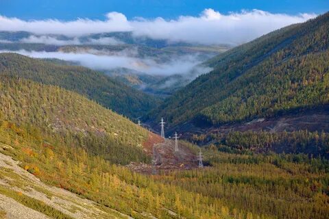 Чара удоканский