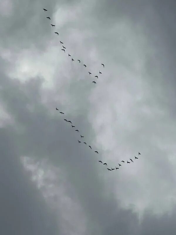 Журавль перелетная птица. Выгоришь ограничивший курлычащие дышат. Птицы в небе. Какие птицы курлычат. Клин журавлей в небе.