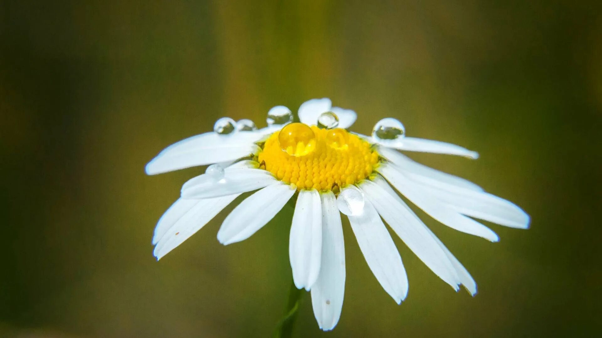 Смешные цветы. Охапка ромашек. Прикольные ромашки. Ромашки. Большая ромашка.