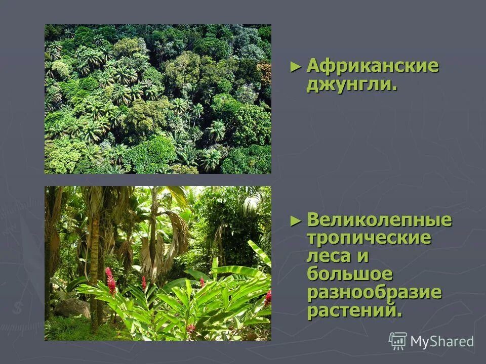 рассказ про тукана. непроходимые джунгли древней индии. животные и растения тропических лесов. растительность в тропических лесах. информация о тропических лесах.