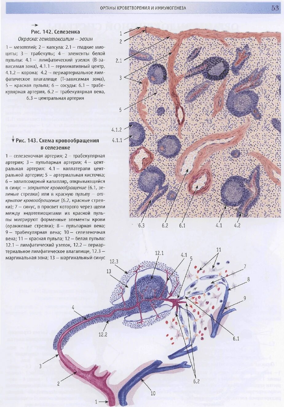 Быков. Атлас препаратов по гистологии. Мужская половая система гистология. Атлас гистология быков. Примордиальный фолликул гистология.