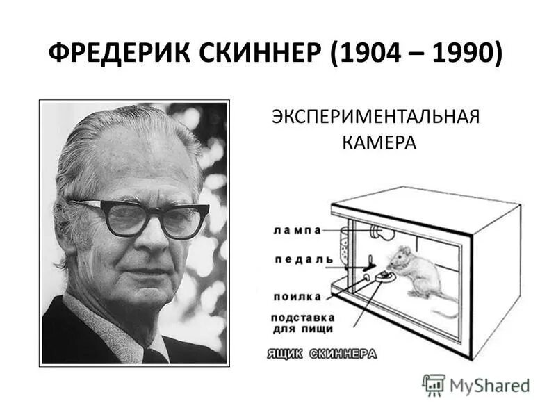 Эксперимент скиннера с крысой. Опыт скиннера с крысой. Оперантное научение в психологии это. Ящик скиннера. Ящик скиннера эксперимент.