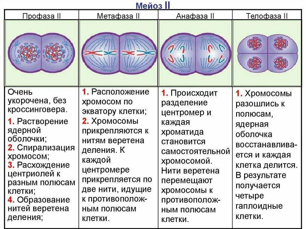 Количество хромосом в дочерних клетках мейоз. Фазы мейоза 1 и 2 таблица. Фазы мейоза второе деление. Фазы и стадии мейоза 2. Мейоз фазы деления схема.