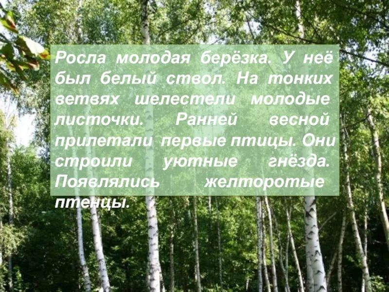 Росла молодая березка. Росла Березка у нее был ствол. Росла Березка. Росла Березка 3 класс. Что растет на Березе.