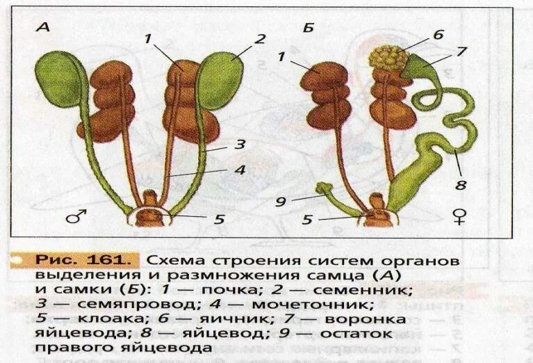 Охарактеризуйте особенности строения органов размножения птиц. Выделительная система птиц. Мочеполовая система птиц схема. Строение выделительной системы птиц. Выделительная система система система птиц.