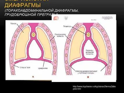 Реберные синусы