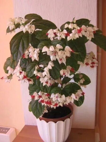 Клеродендрум уход обрезка. Клеродендрум куст. календрум госпожи томпсон. клеродендрум цветение мадам томпсон. угандийский клеродендрум госпожи томпсон.
