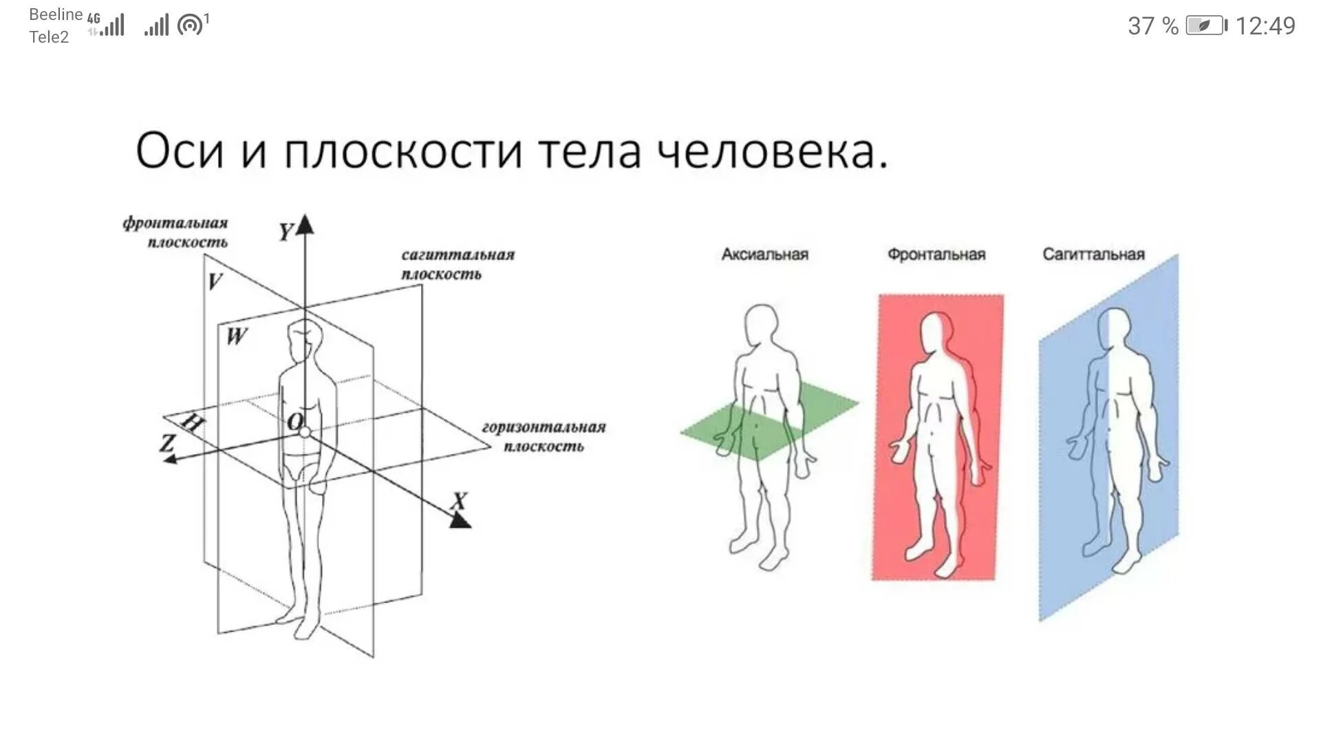 Положение тела в пространстве называется. Фронтальная сагиттальная и горизонтальная плоскость. Оси и плоскости тела человека. Оси и плоскости в анатомии человека. Оси и плоскости тела человека, асимметрия строения.