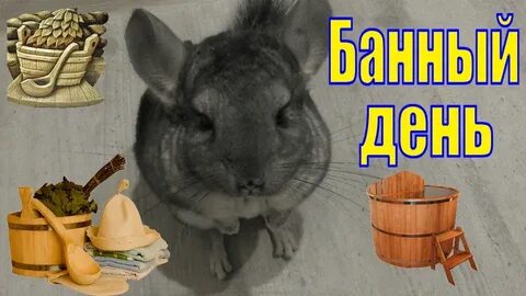 День шиншиллы