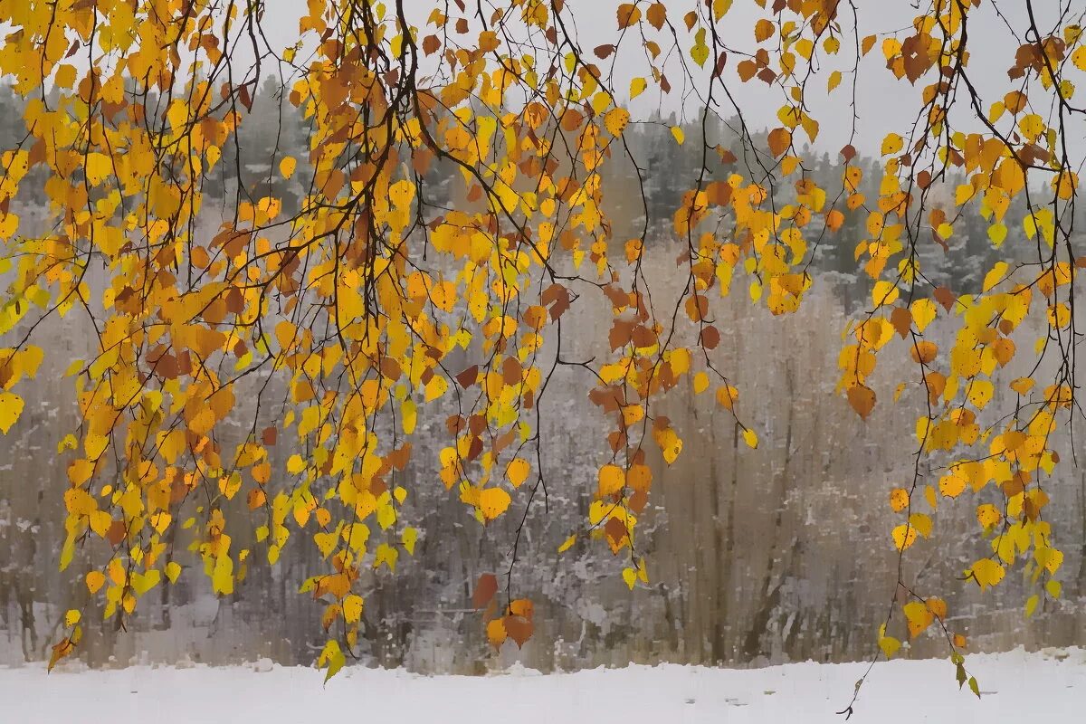 осенняя веточка берёзы. береза осенью. осенняя веточка берёзы. осенняя ветка березы. береза повислая желтый лист.