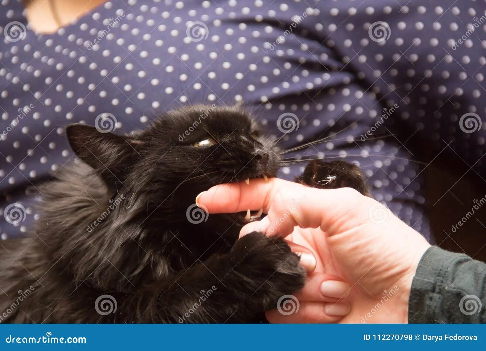 Укус пальца кошкой. Черный котенок прокусил палец. Коты с черными пальцами. Чёрный кот укусил. Черный котенок укусил.